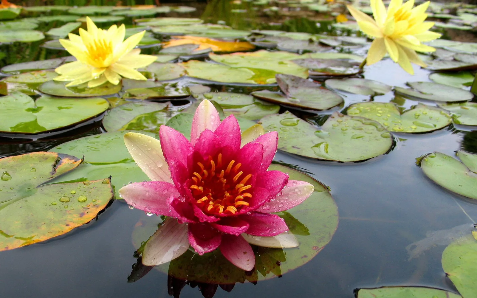 A close-up of a vibrant pink water lily flower with yellow stamens, surrounded by green lily pads on dark water.