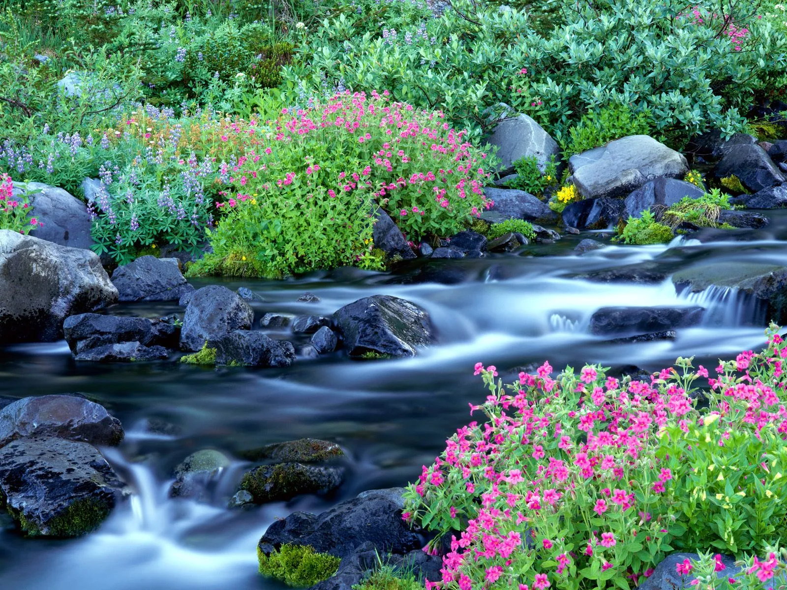 A mountain stream cascades over rocks with pink wildflowers in the foreground.