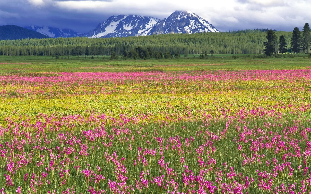 A vibrant meadow of pink and yellow wildflowers is set against a backdrop of evergreen forest and snow-capped mountains.