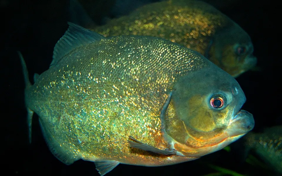 A close-up of a piranha fish with shimmering scales and a red eye, swimming in dark water.