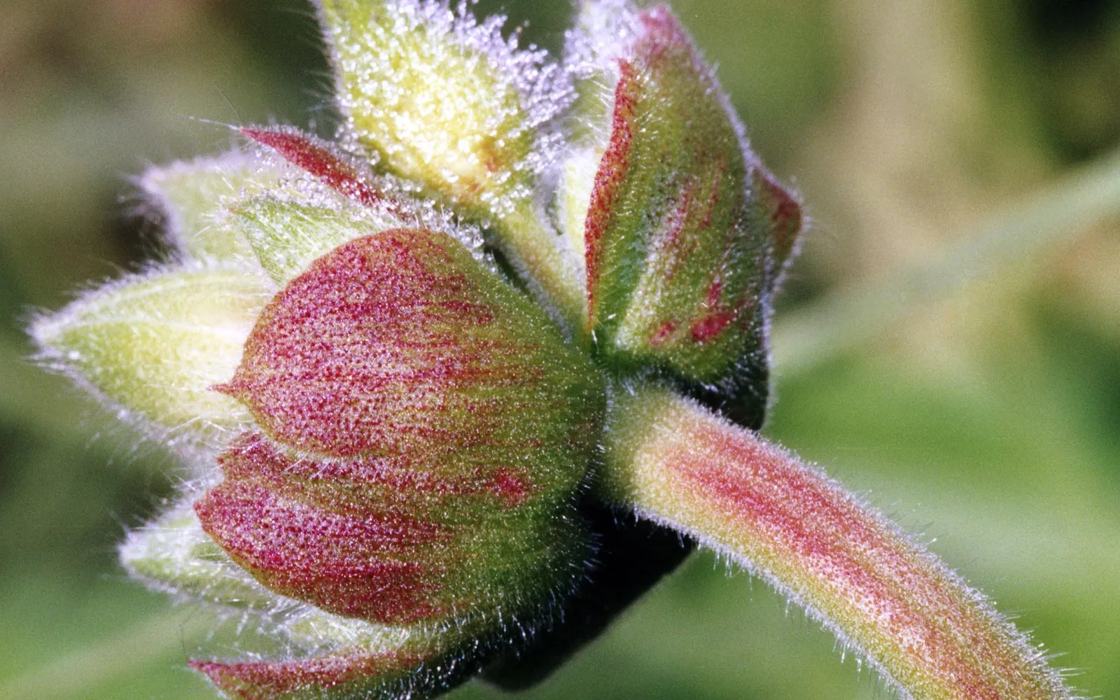 A close-up macro photograph of a fuzzy plant bud with dew drops on its petals and stem.