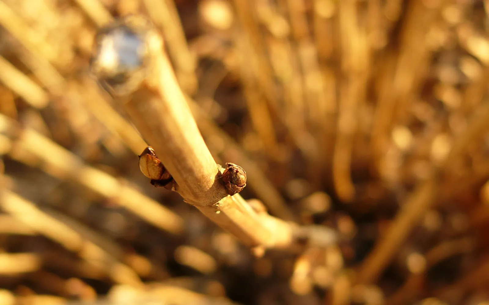 A close-up macro photograph of a plant stem with small buds, set against a blurred background of dry foliage.
