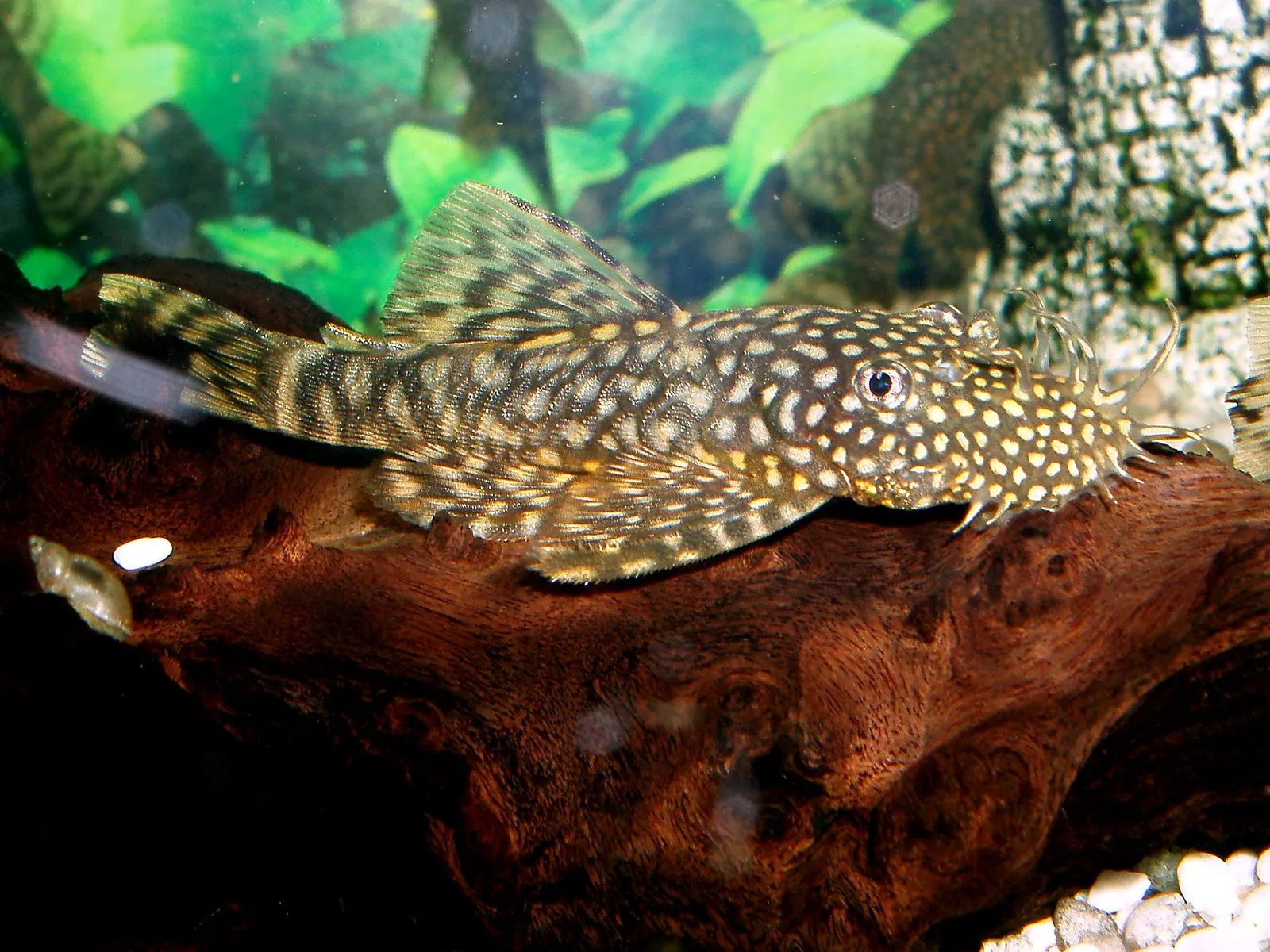 A plecostomus fish with a spotted pattern rests on a piece of dark driftwood in an aquarium.