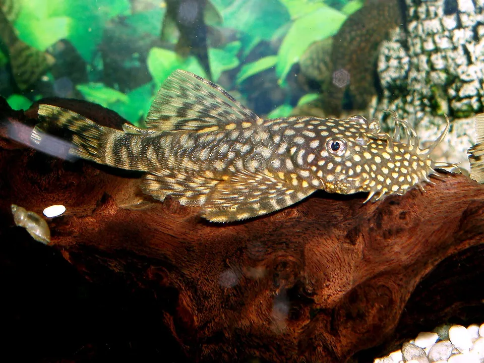 A plecostomus fish with a spotted pattern rests on a piece of dark driftwood in an aquarium.