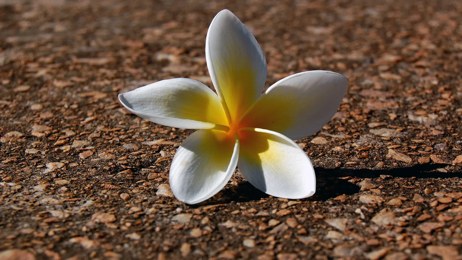 A white and yellow plumeria flower lies on a textured brown surface.