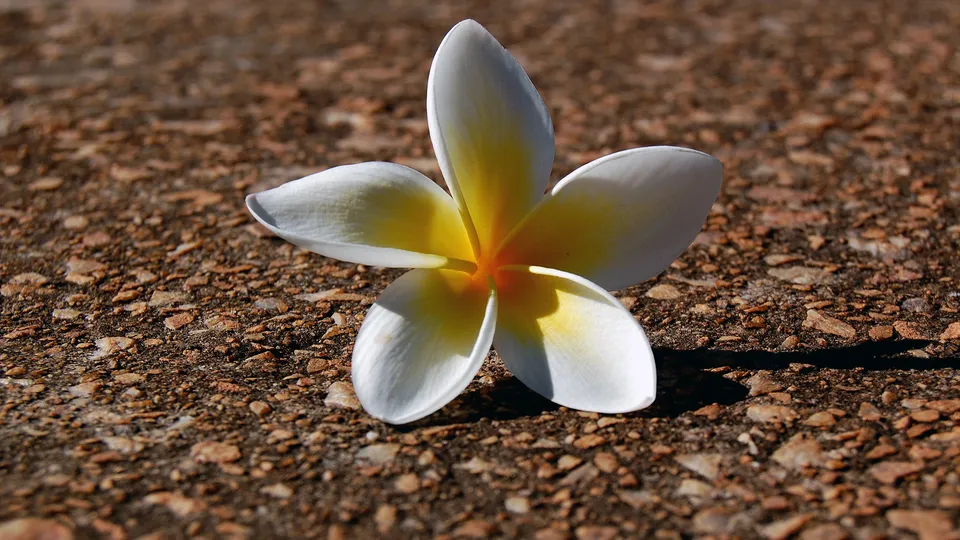 A white and yellow plumeria flower lies on a textured brown surface.