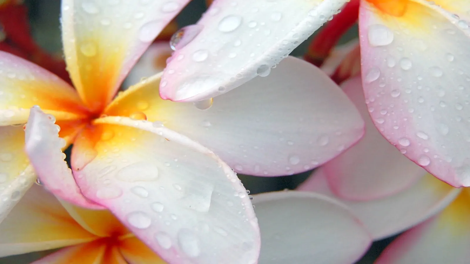 Close-up of white and pink plumeria flowers covered in water droplets.
