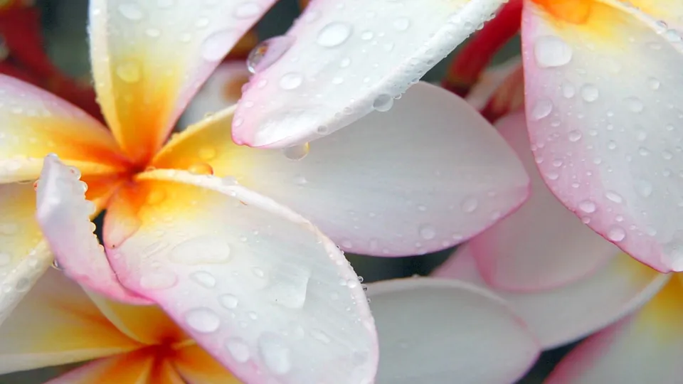 Close-up of white and pink plumeria flowers covered in water droplets.