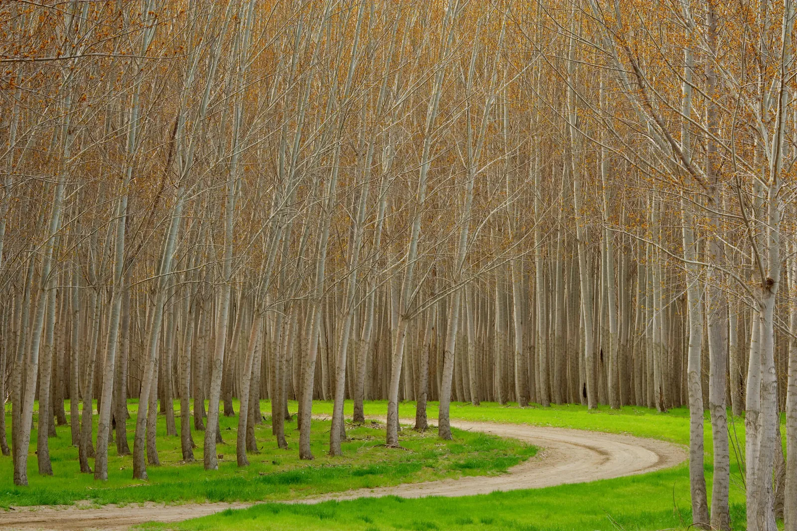 A dirt path winds through a dense grove of tall, slender poplar trees with bare branches and green grass.