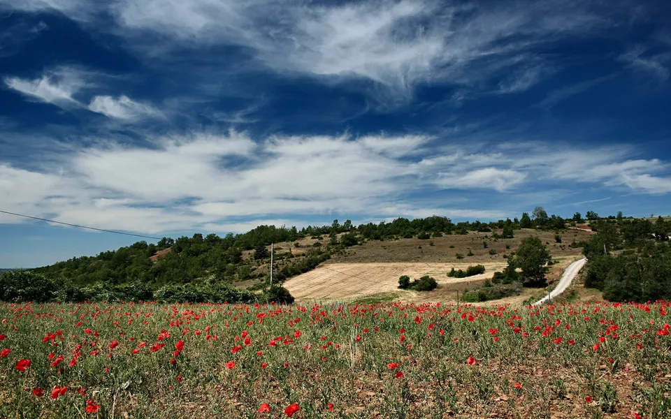 A field of red poppies stretches towards a rolling hill under a bright blue sky with wispy clouds.