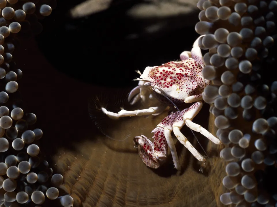 A small white crab with red spots clings to a sea anemone.