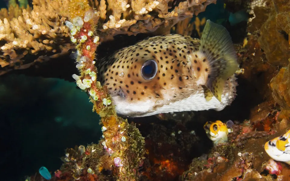A porcupinefish with black spots peeks out from a colorful coral reef.