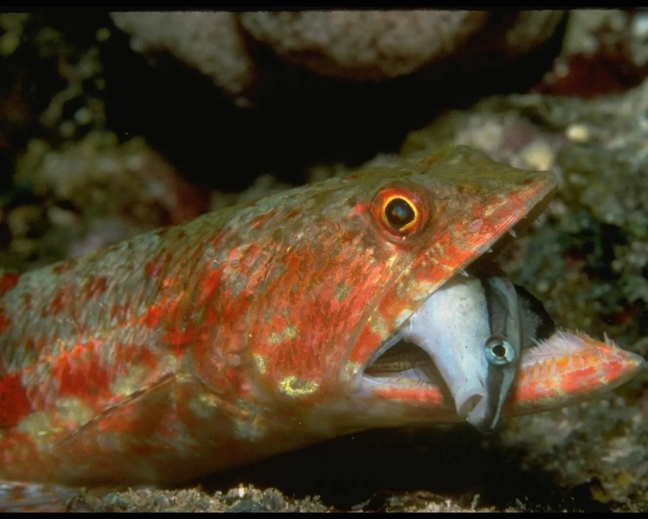 A large red and green fish with sharp teeth is eating a smaller striped fish underwater.