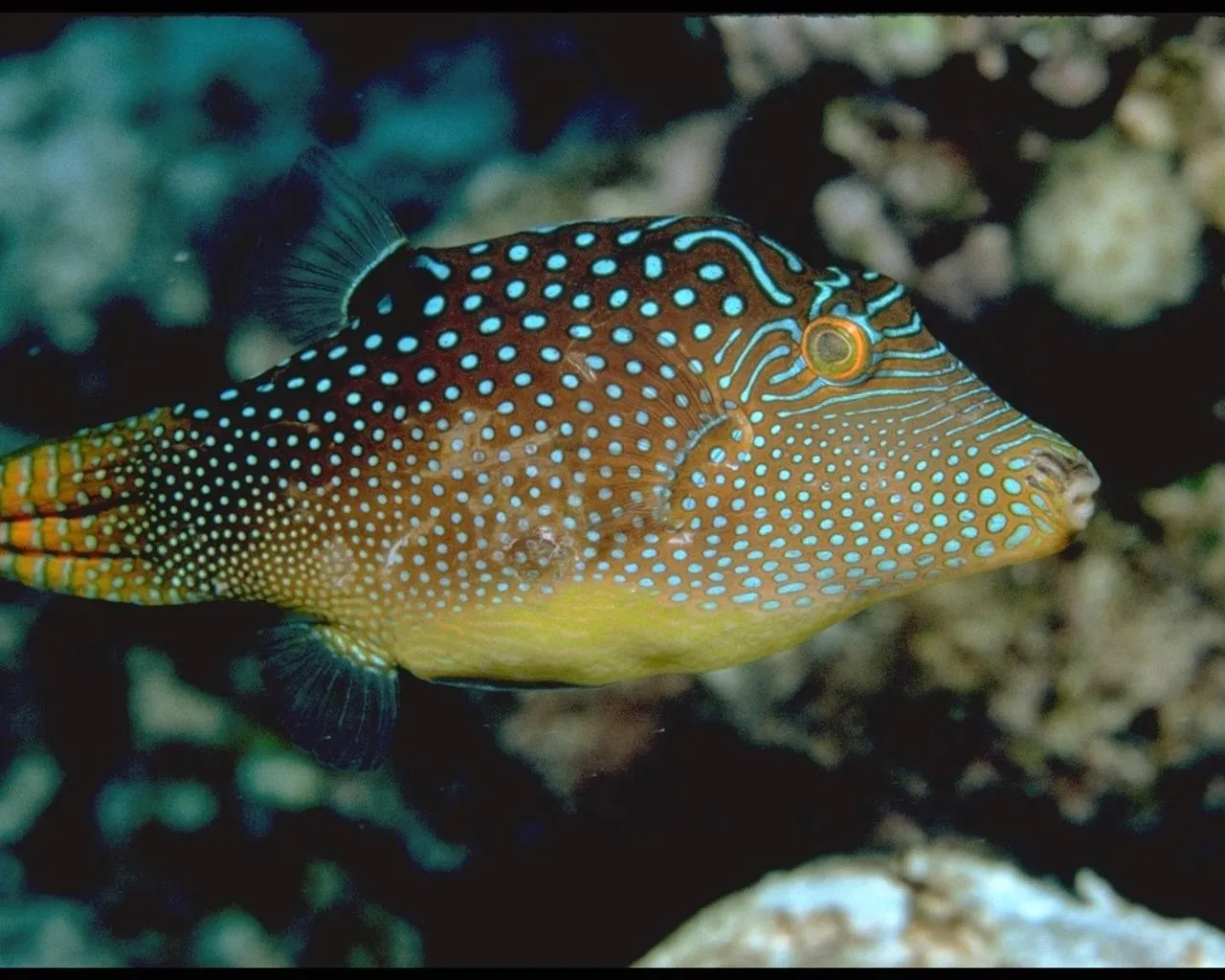 A close-up of a brown pufferfish with blue spots and intricate blue lines on its face swims in dark water.
