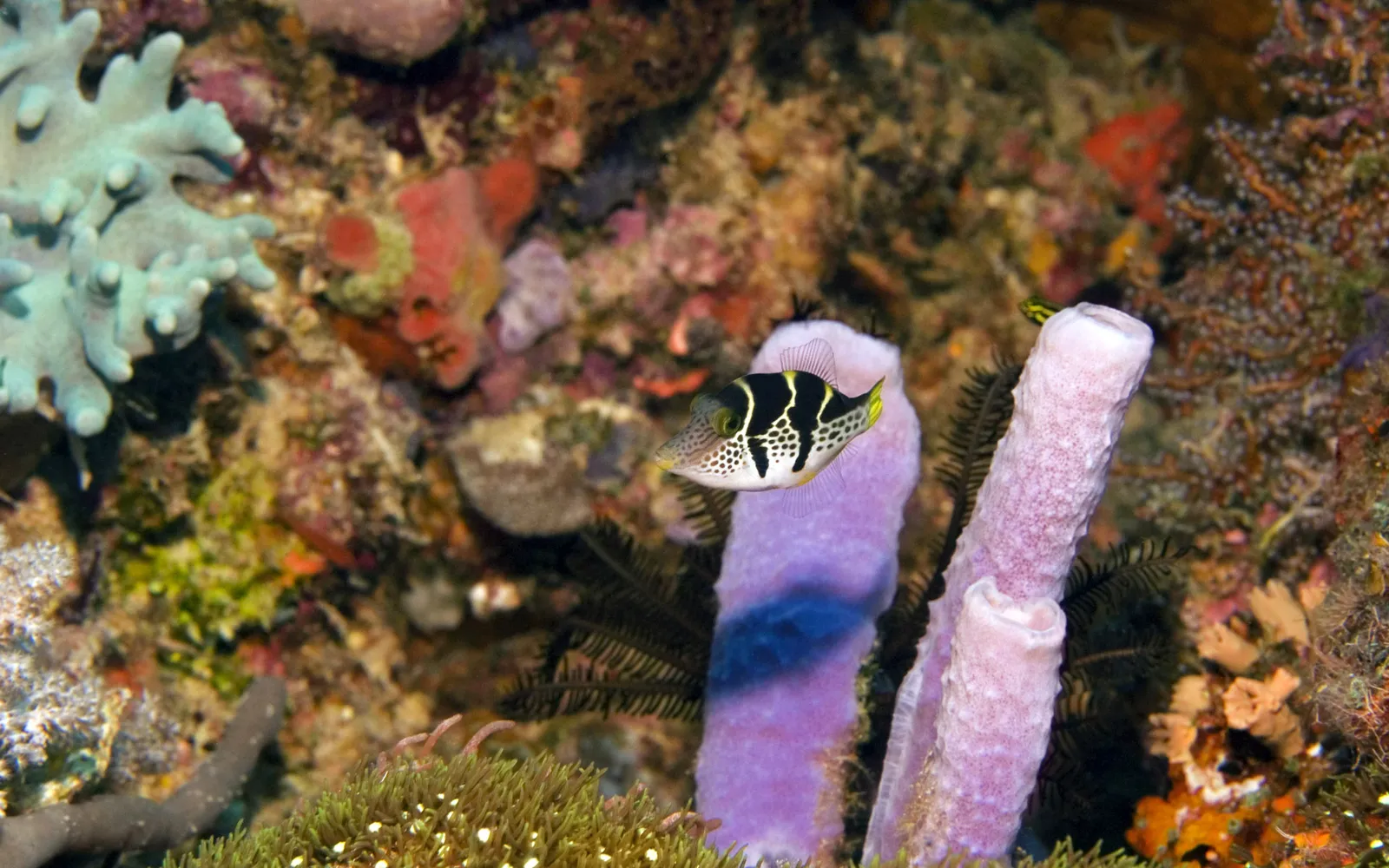 A black and white striped pufferfish swims in front of purple tube sponges and colorful coral.