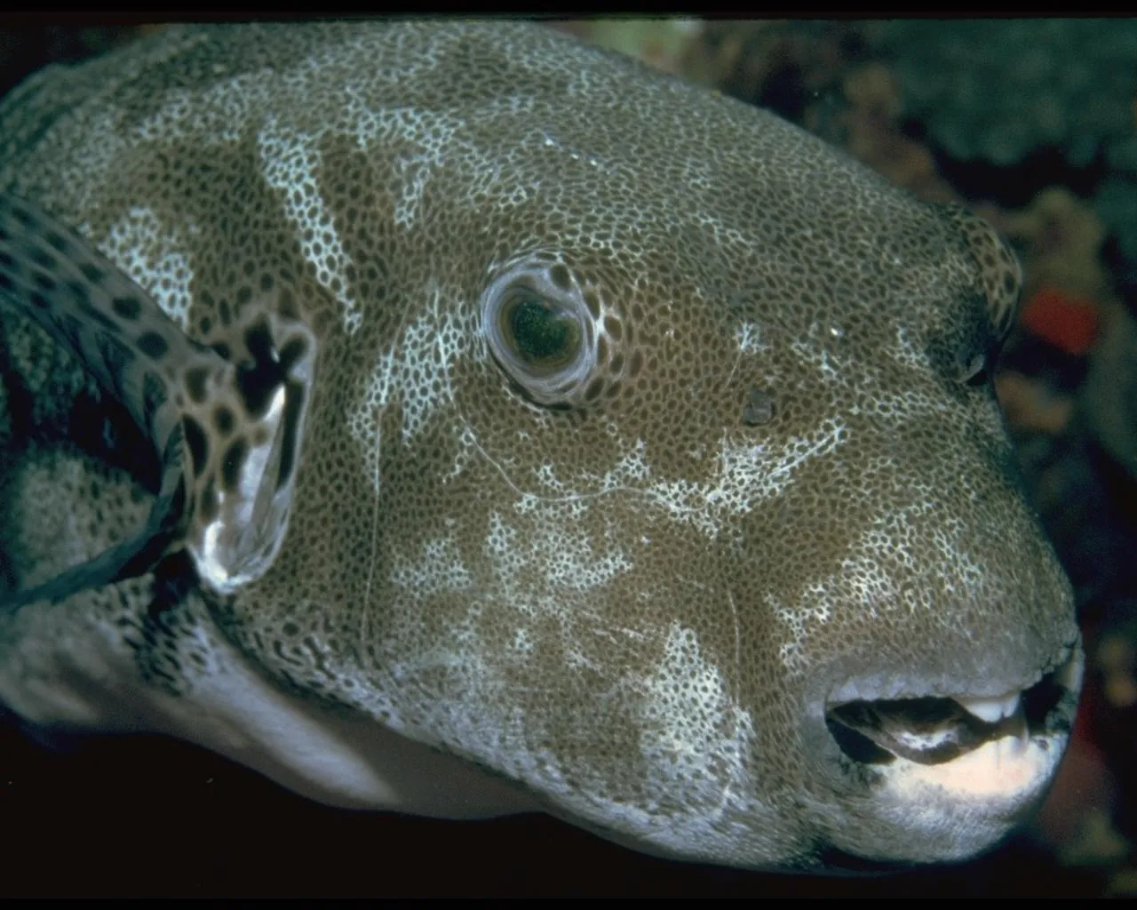 A close-up view of a pufferfish's head, showing its patterned skin and visible teeth.