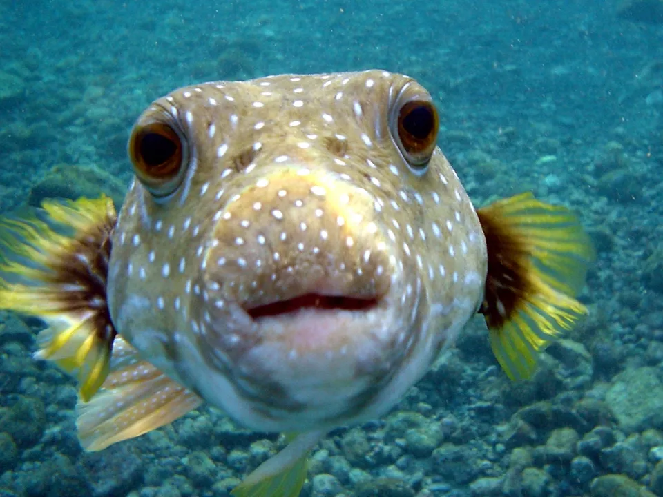 A close-up underwater shot of a pufferfish with large eyes and white spots, looking directly at the camera.