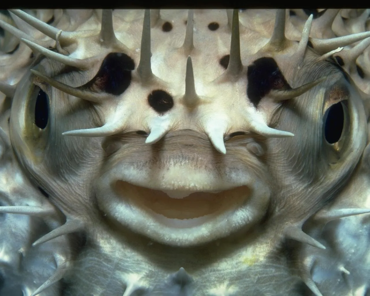A close-up, front-facing view of a pufferfish with its mouth open and spines visible.