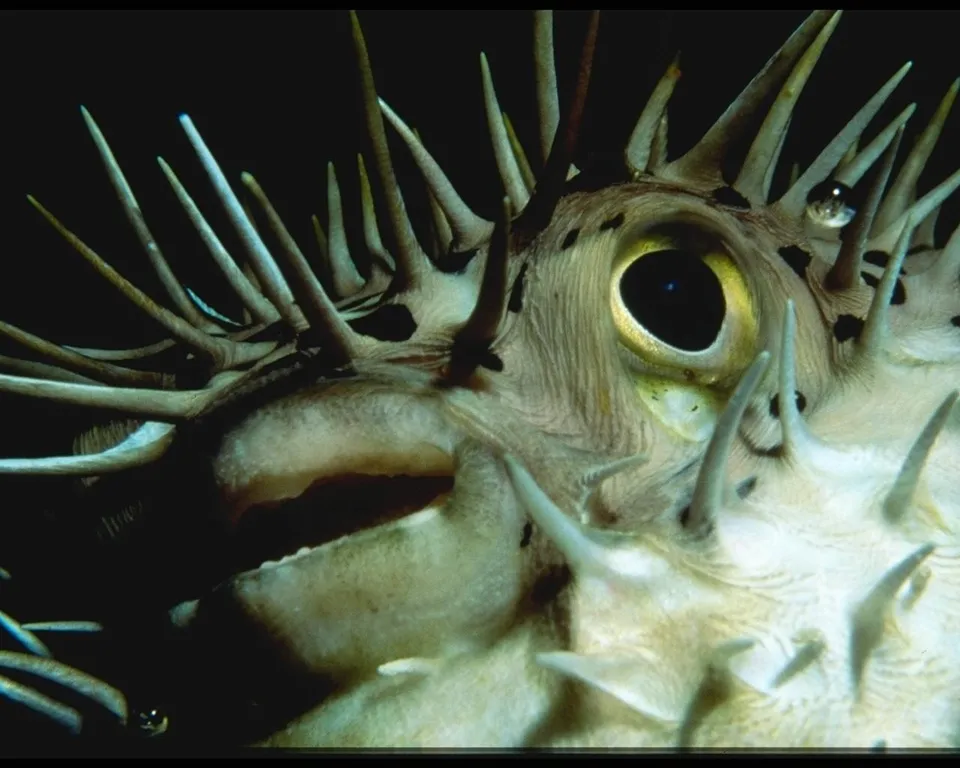 A close-up of a pufferfish with sharp spines and a large eye, underwater.