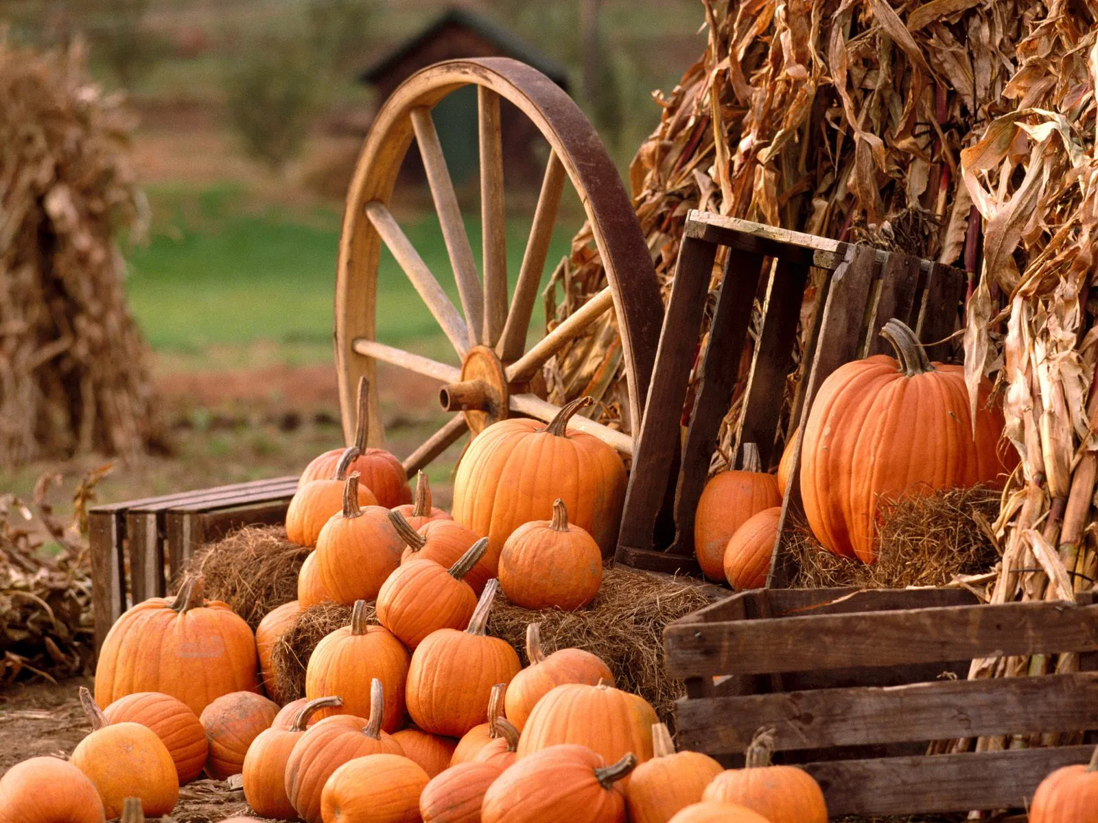 A collection of pumpkins of various sizes are displayed with a rustic wagon wheel and dried corn stalks.