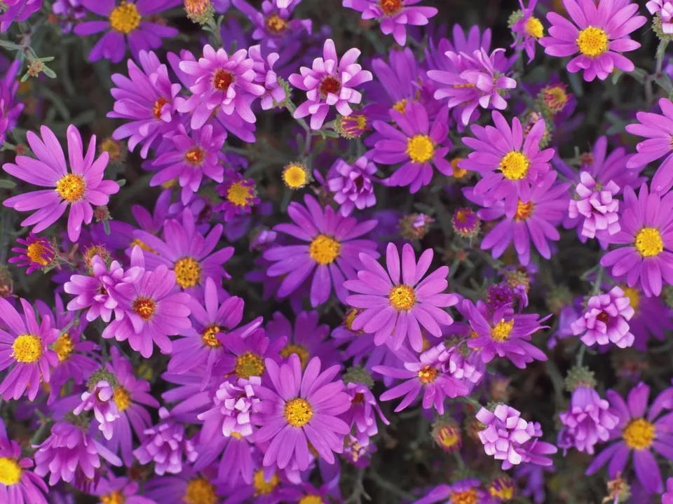 A close-up view of many purple aster flowers with yellow centers.