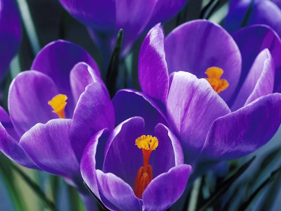 Close-up of several vibrant purple crocus flowers with bright yellow stamens.