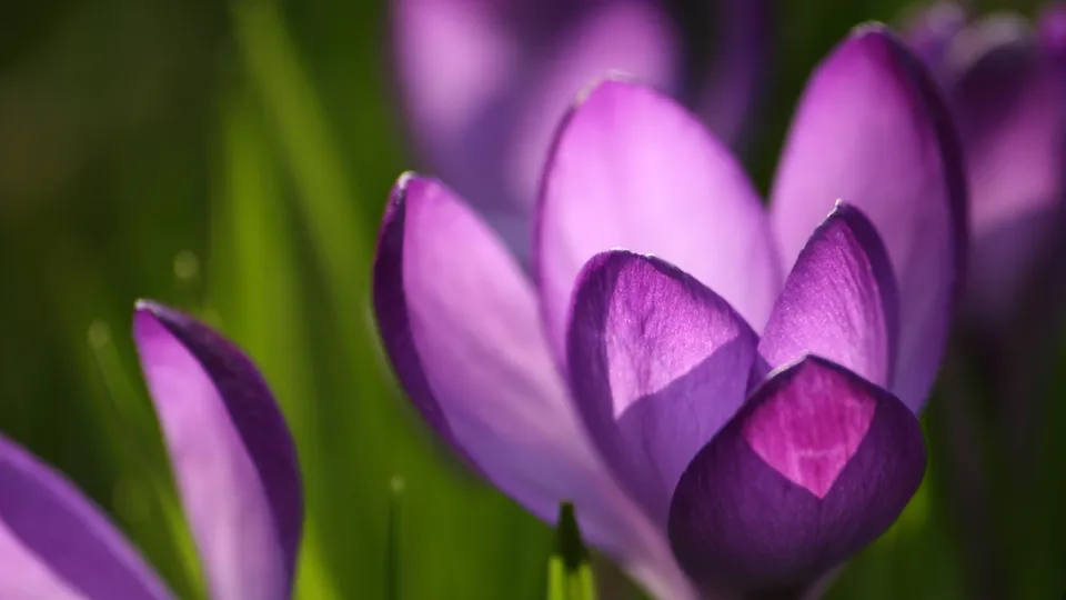 Close-up of vibrant purple crocus flowers with green grass in the background, illuminated by soft sunlight.