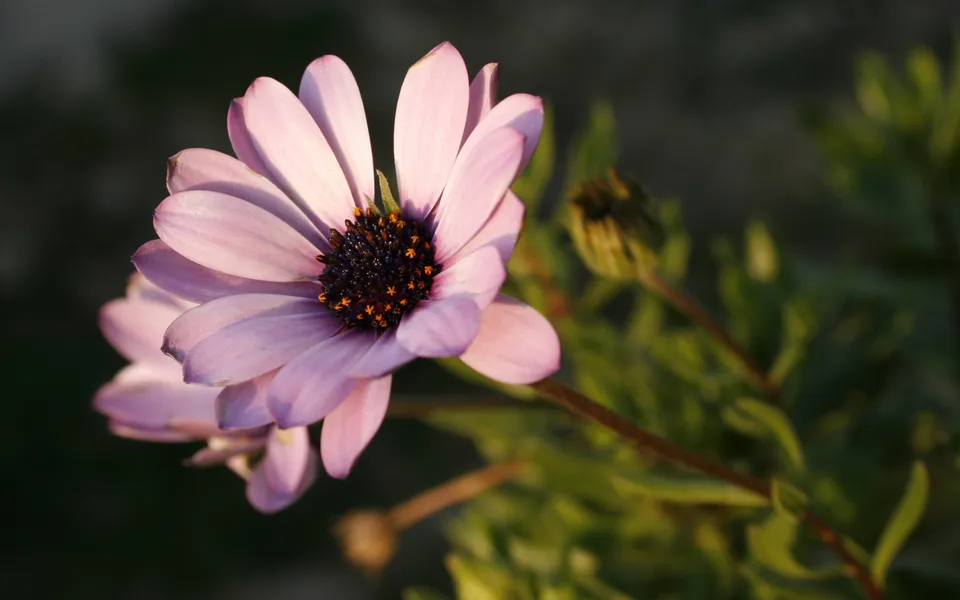 A close-up of a purple daisy with a dark center, bathed in soft light.