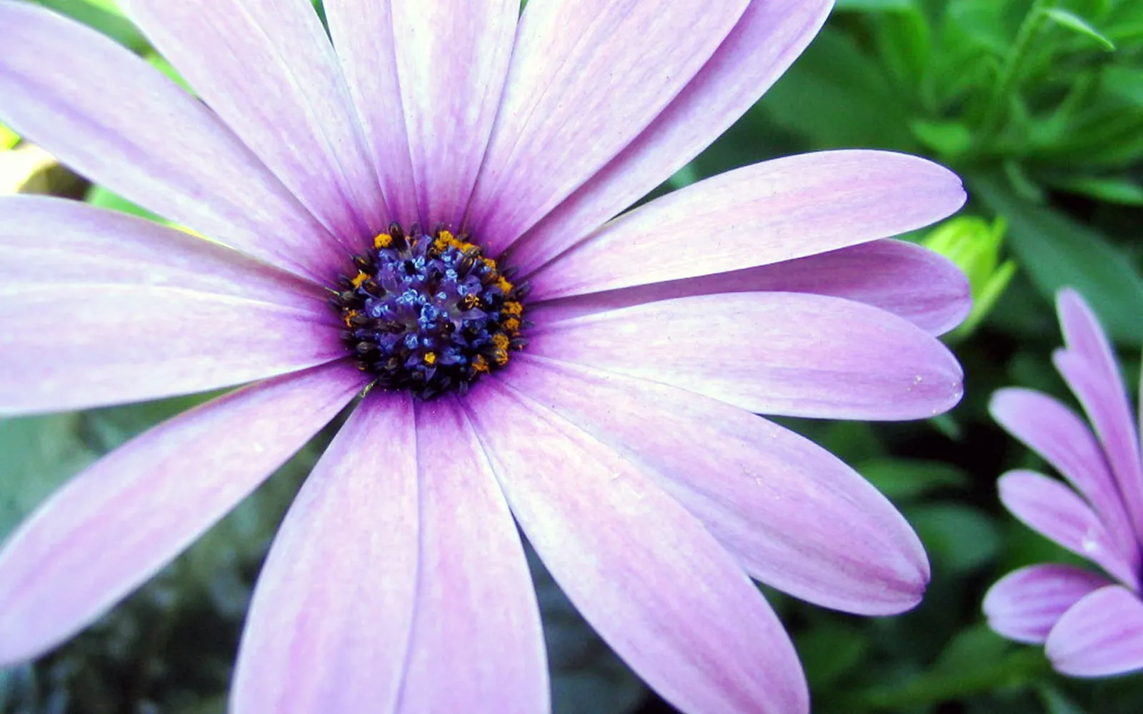 A close-up view of a purple daisy with a dark center and yellow stamens.