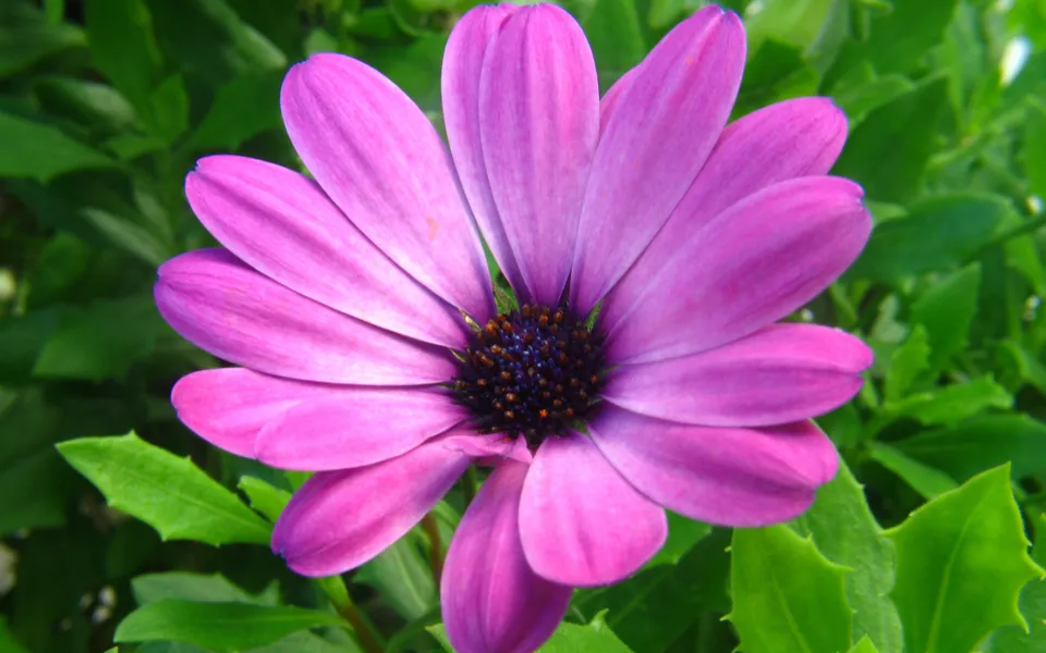 A close-up of a vibrant purple daisy with a dark center, surrounded by lush green leaves.