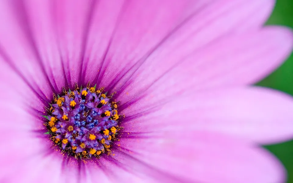 A close-up macro shot of a vibrant purple daisy with yellow pollen on its center.