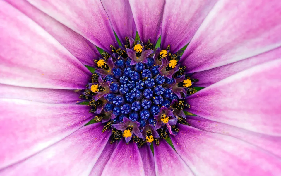 Close-up of the intricate center of a purple daisy with bright blue stamens and yellow pollen.