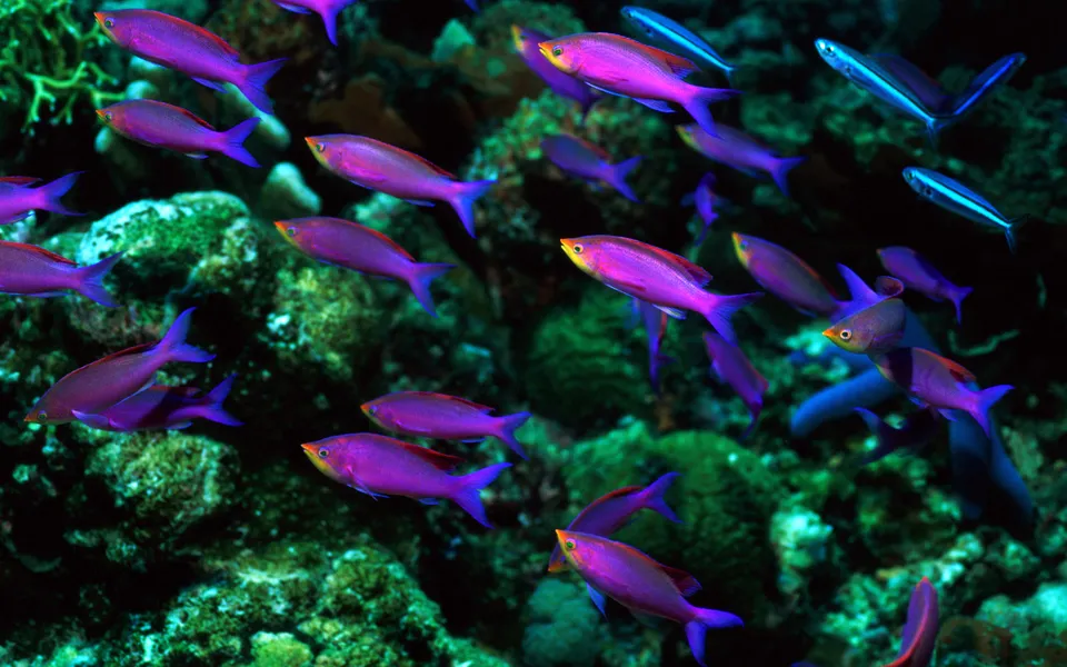 A school of vibrant purple and pink fish swim amongst green coral.