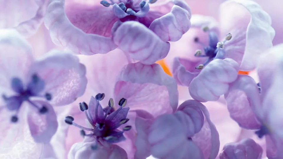 Close-up of delicate purple flowers with visible stamens and soft, blurred petals.