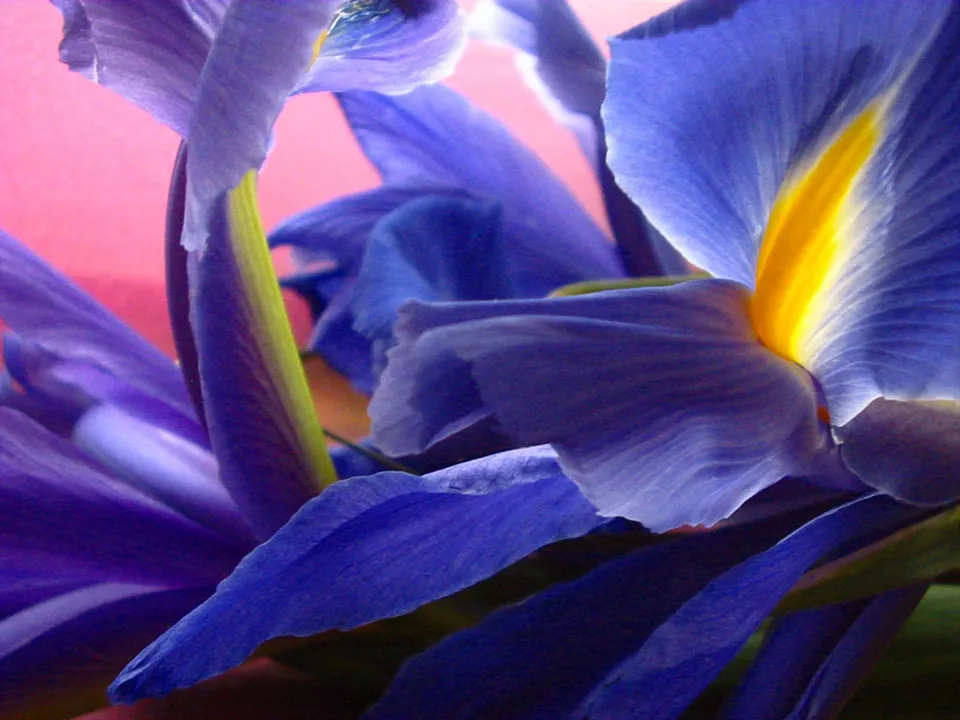 A close-up view of vibrant purple iris petals with a bright yellow stripe.
