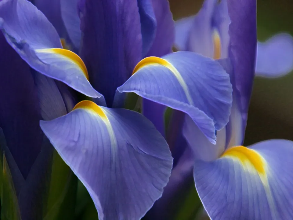 A close-up view of vibrant purple iris petals with yellow accents.