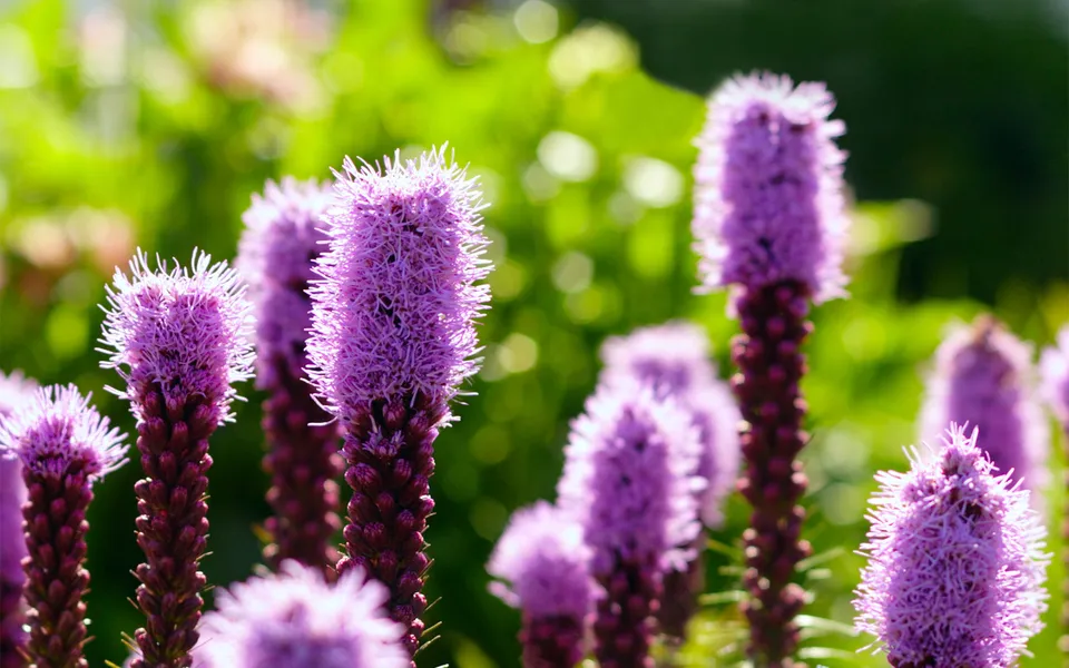 Close-up of several tall, fuzzy purple liatris flowers with a blurred green background.