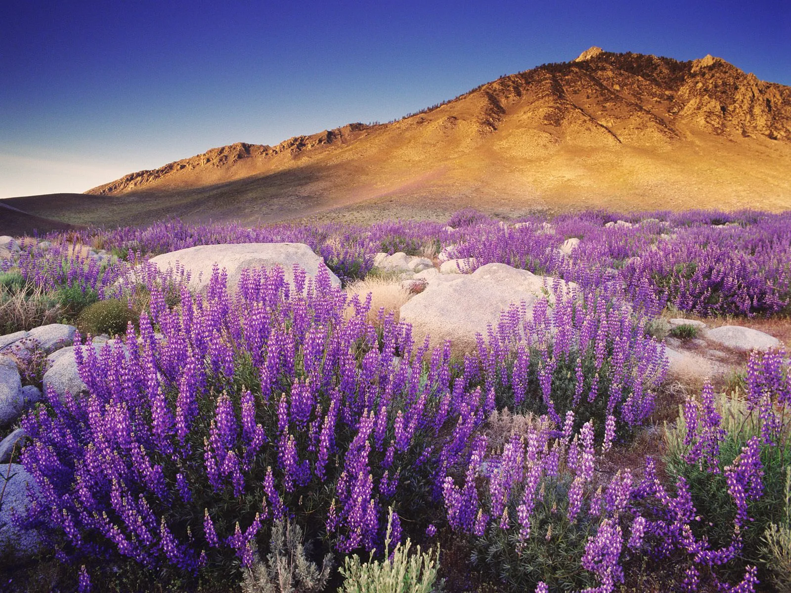 A field of vibrant purple lupine flowers in bloom with a golden mountain in the background under a clear blue sky.