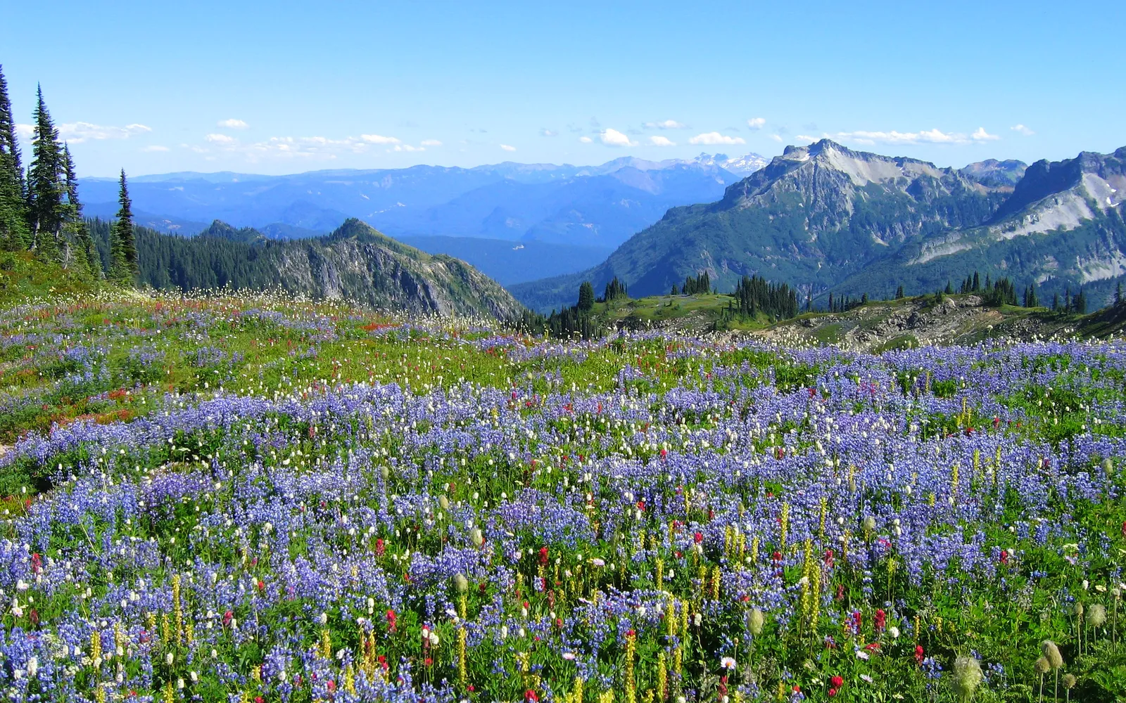 A meadow filled with purple lupine flowers with hazy blue mountain ranges in the distance.