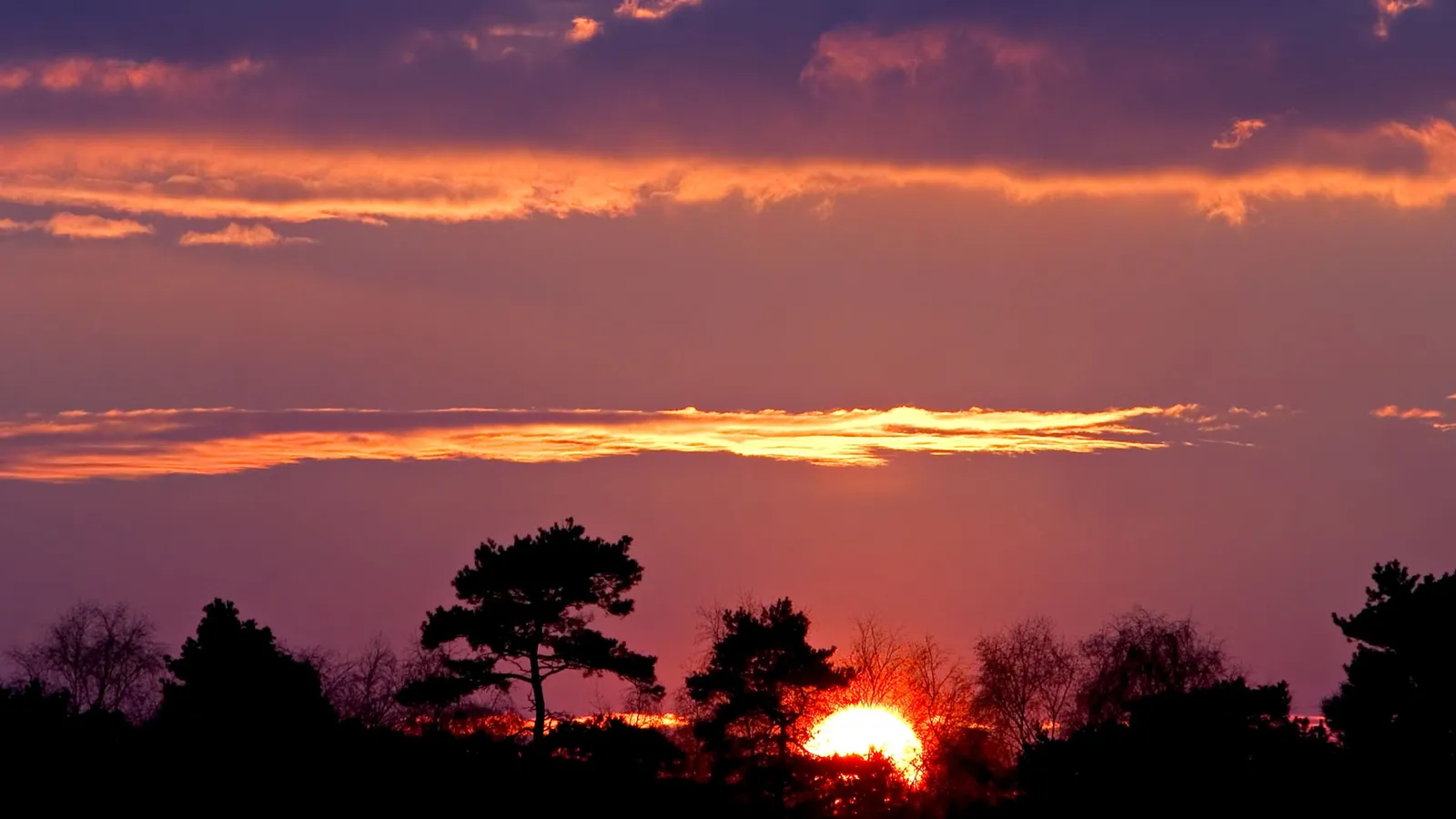 A vibrant sunset with purple and orange clouds above silhouetted pine trees.