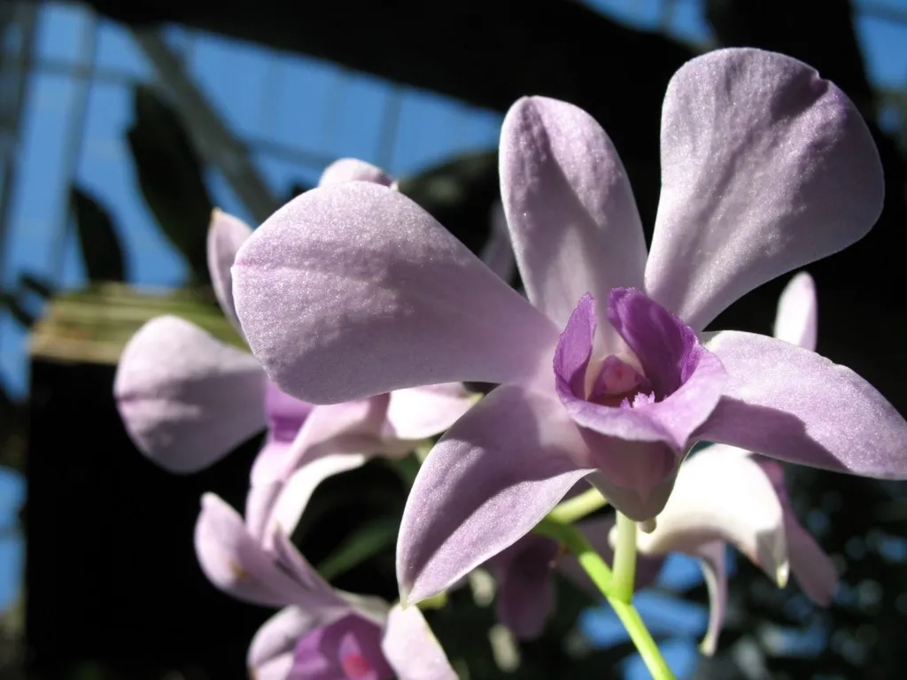 Close-up of delicate purple orchid petals with a deep purple center, illuminated by soft light.