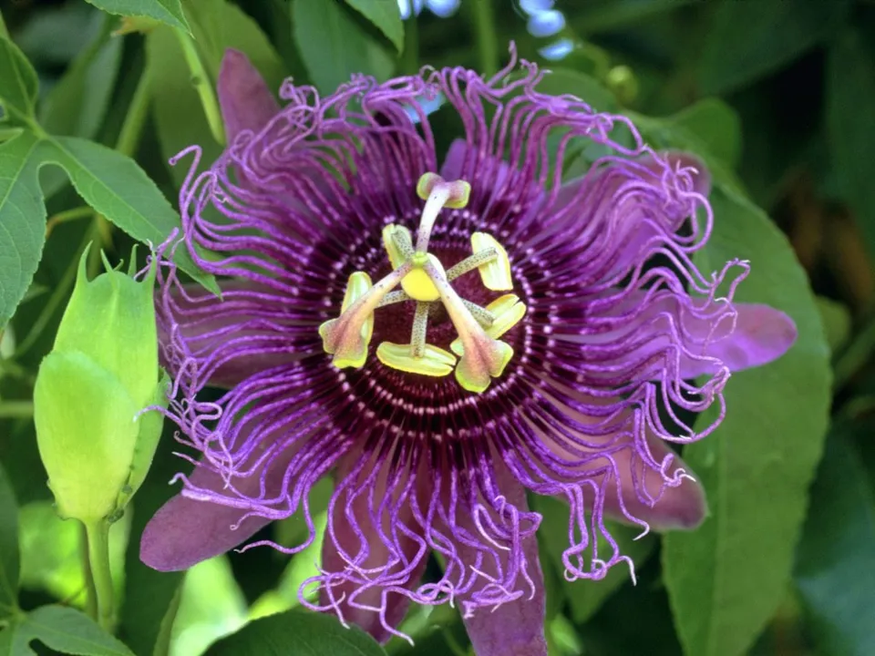 A close-up of a vibrant purple passion flower with intricate tendrils and a green bud nearby.