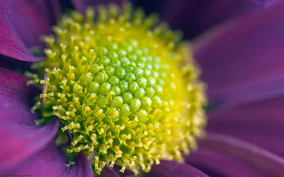 Macro view of a flower center with purple petals blurred in the background.