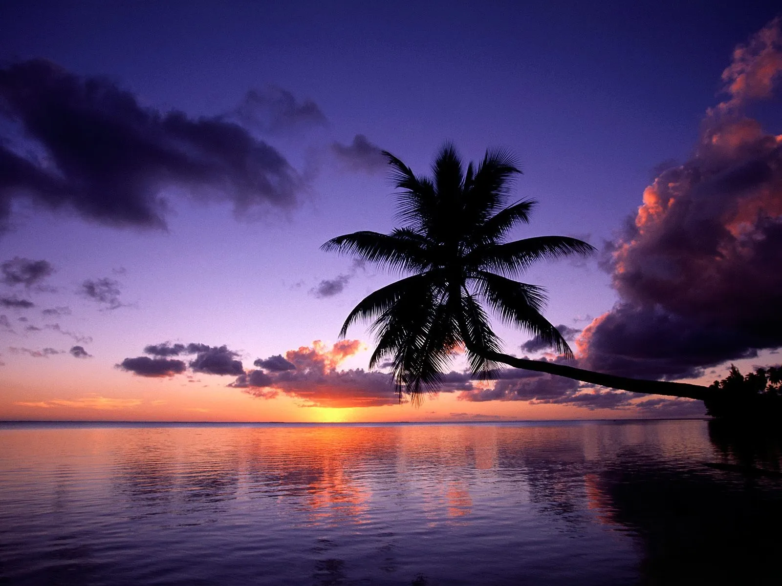 Silhouetted palm trees stand against a vibrant purple and pink sky during a tropical sunset over the ocean.