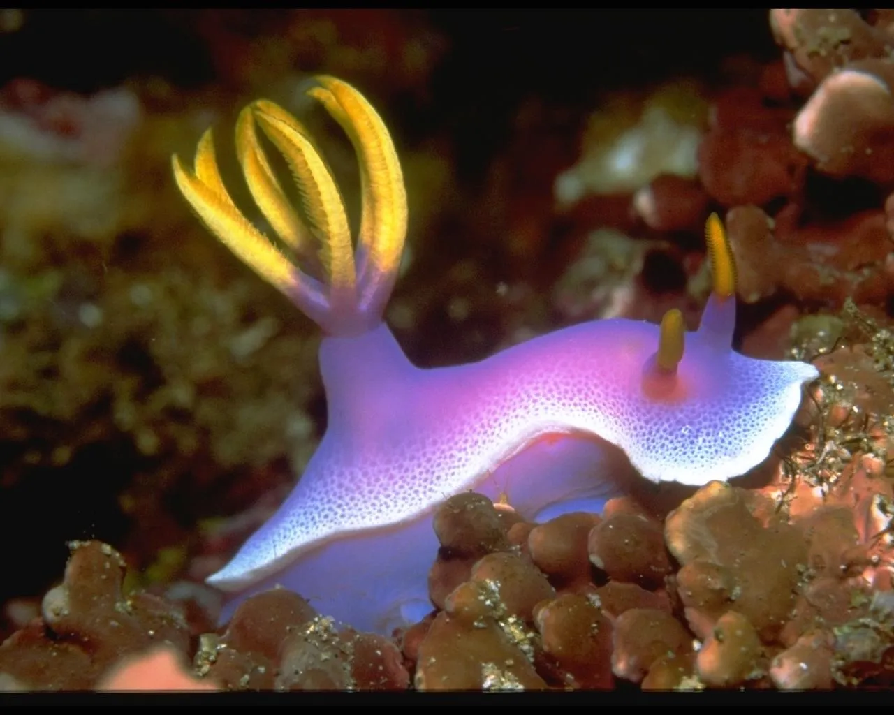 A close-up of a vibrant purple sea slug with yellow rhinophores and gills, resting on coral.
