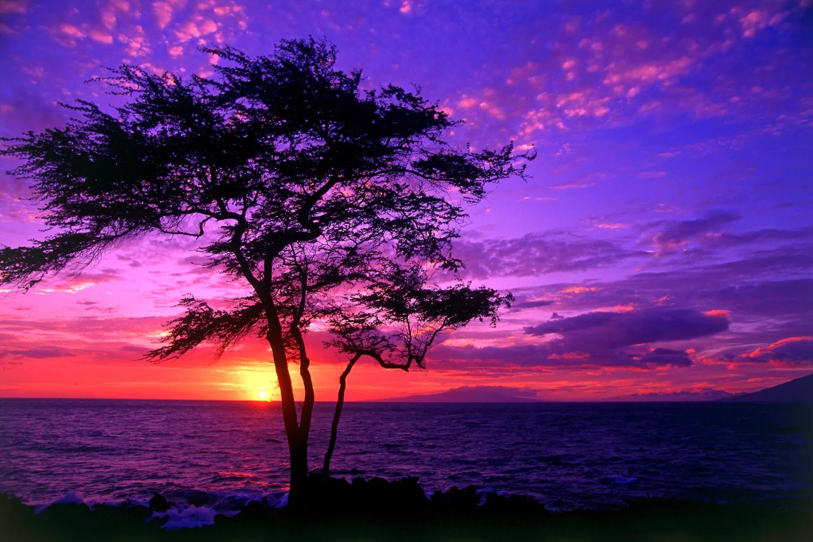 A silhouetted tree stands against a vibrant purple and pink sunset over the ocean.