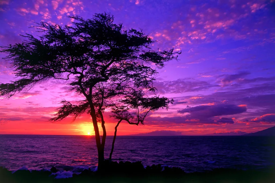 A silhouetted tree stands against a vibrant purple and pink sunset over the ocean.