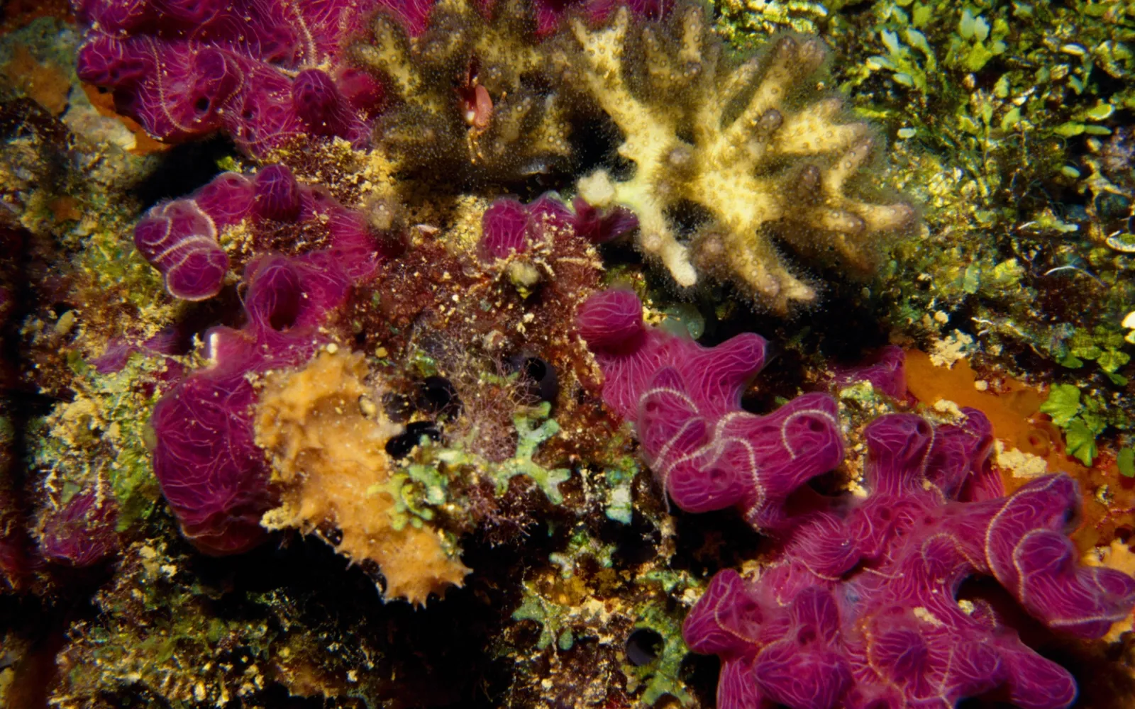Bright purple sponges with intricate textures are prominent on a coral reef.