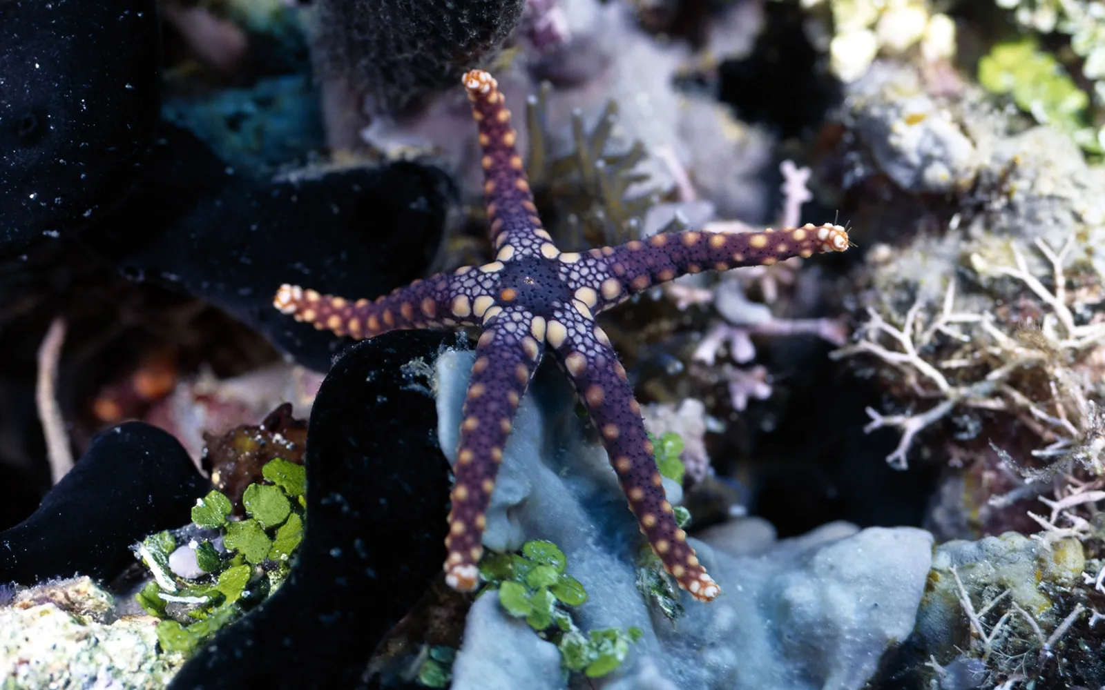 A purple starfish with yellow spots sits amongst colorful coral and sponges.