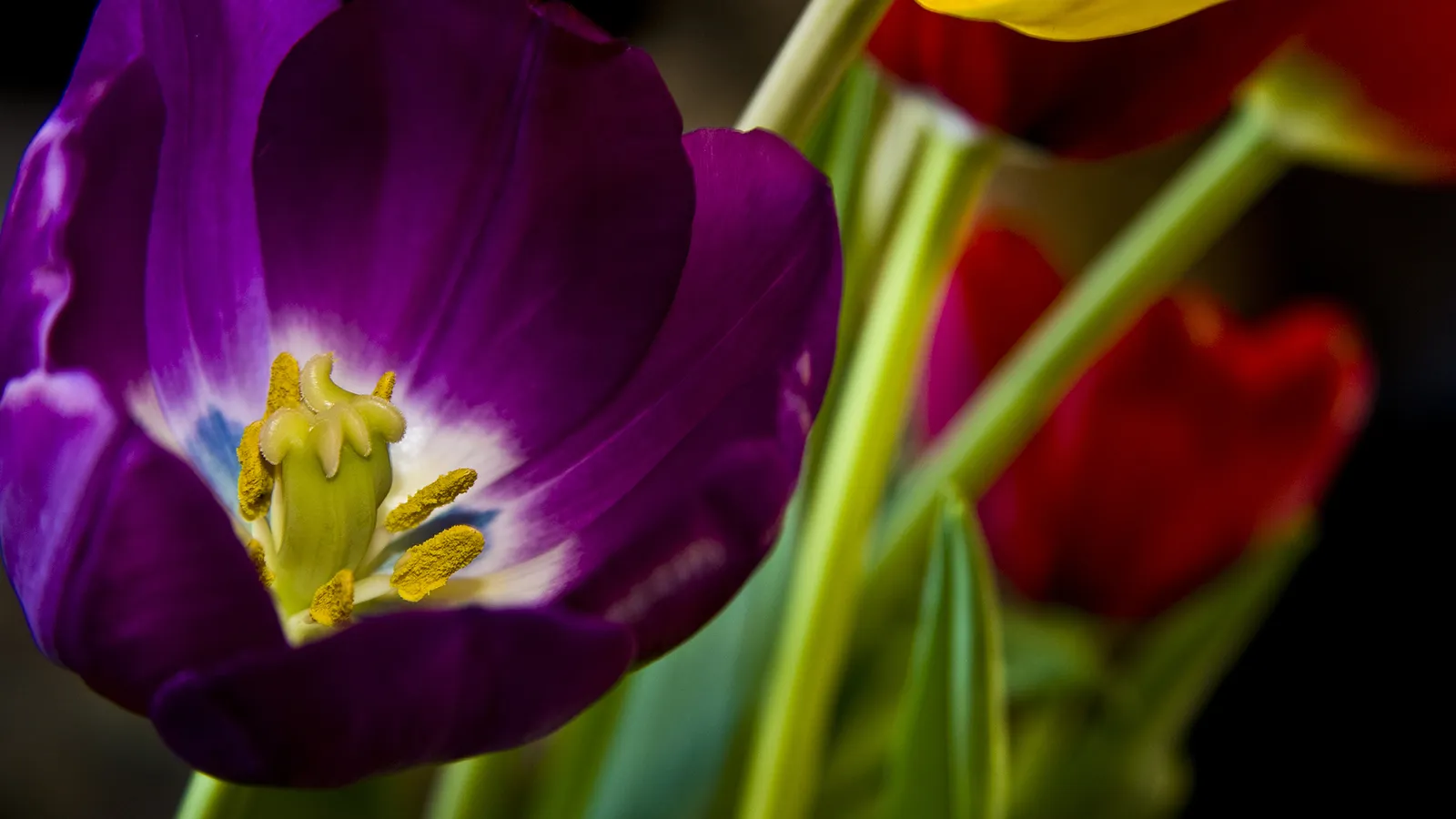 A close-up view of a vibrant purple tulip with yellow stamens and a white center.